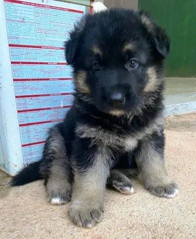 Cães da raça pastor Alemão manto negro cães de alerta e vigilância  - Foto 3