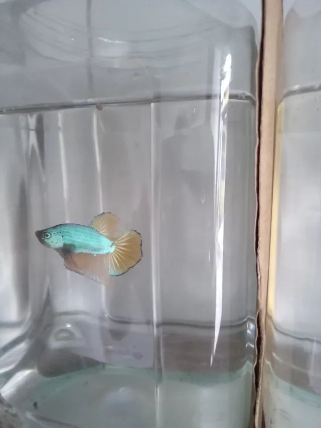 Bettas disponível 