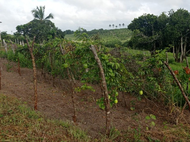 Vende se Sitio de 03 Tarefas em Sapeaçu  Bahia 