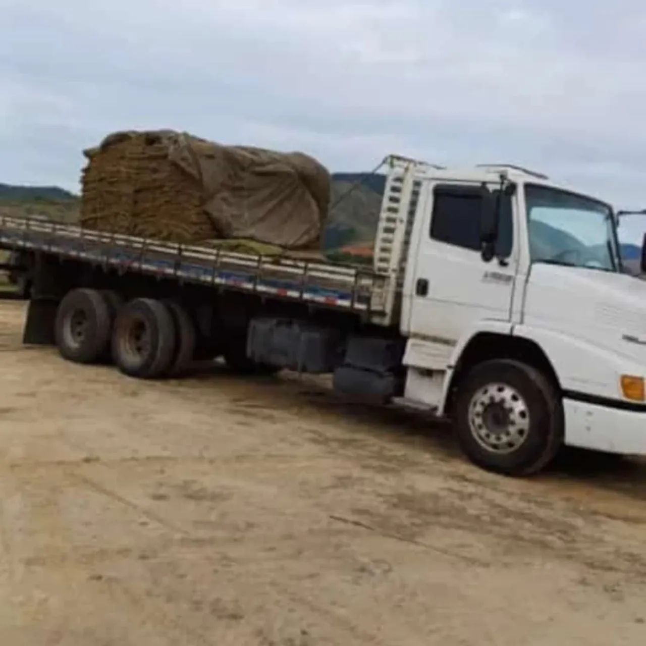 Mudas de Grama Ornamental - Foto 3