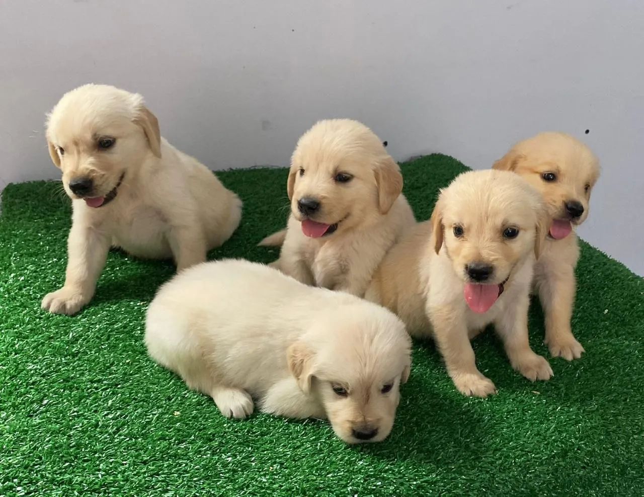 Golden Retriever - Lindos! Filhotes confira! - Foto 2