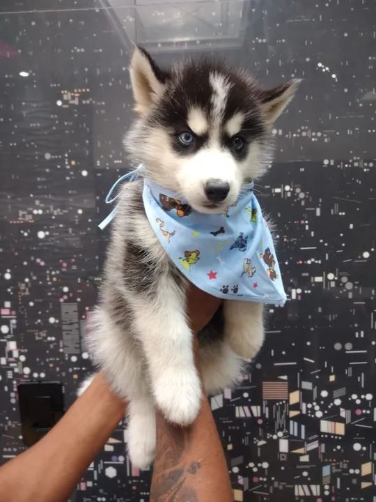 Husky Siberiano - lindos filhotes a pronta entrega 