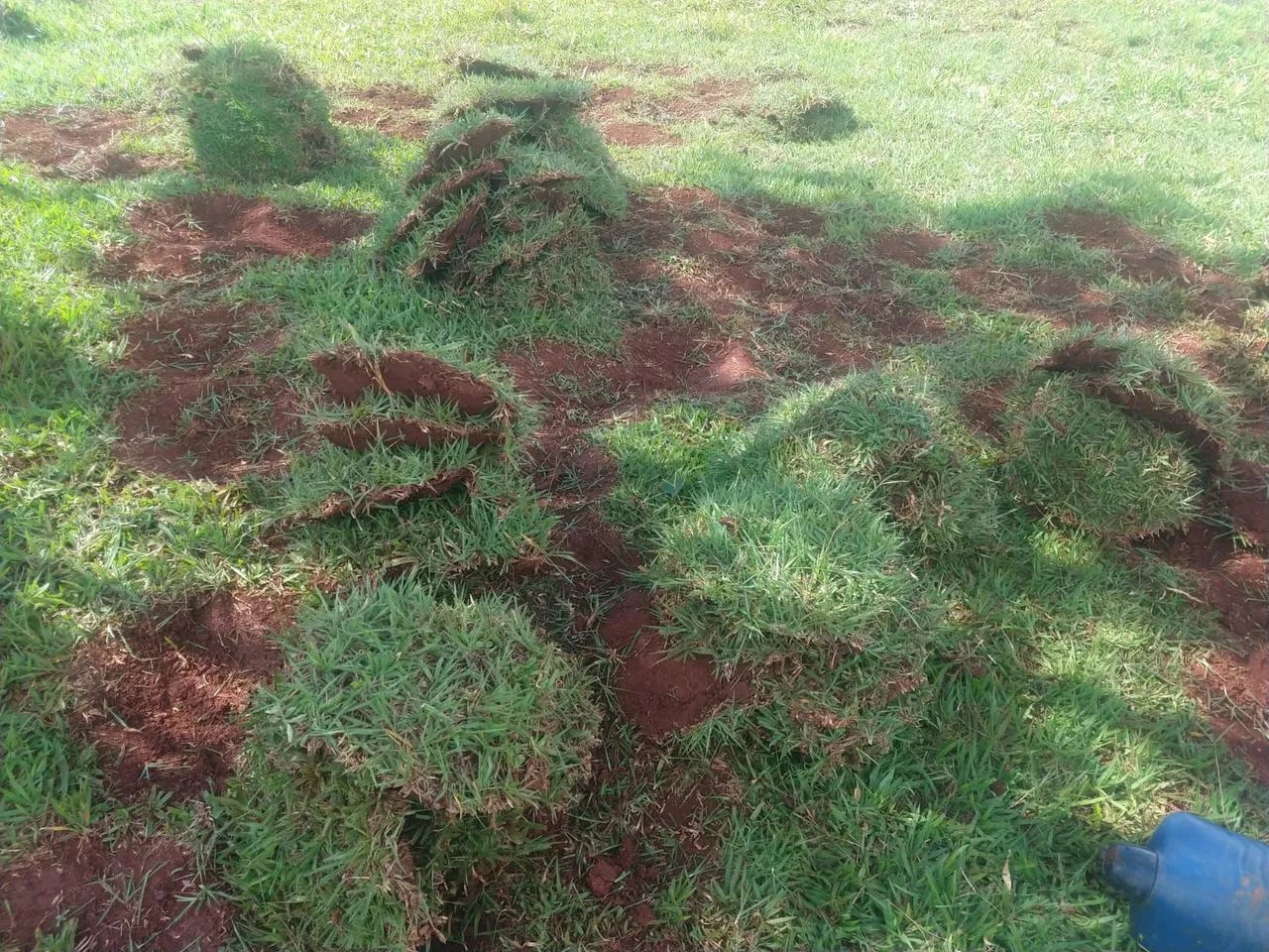 Grama para Jardim - A&A Gramas - Foto 4