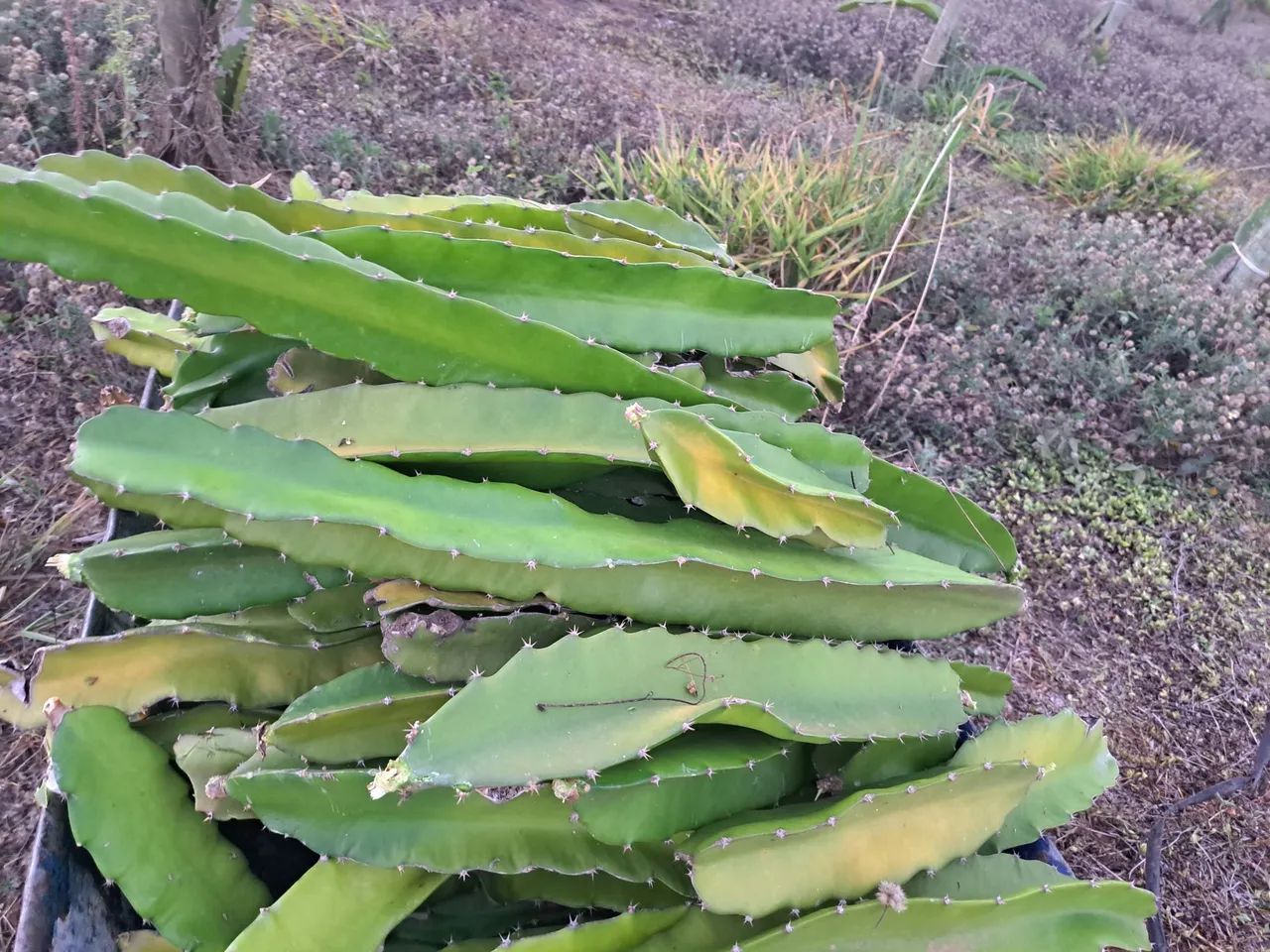 Muda de pitaya64299972455811122