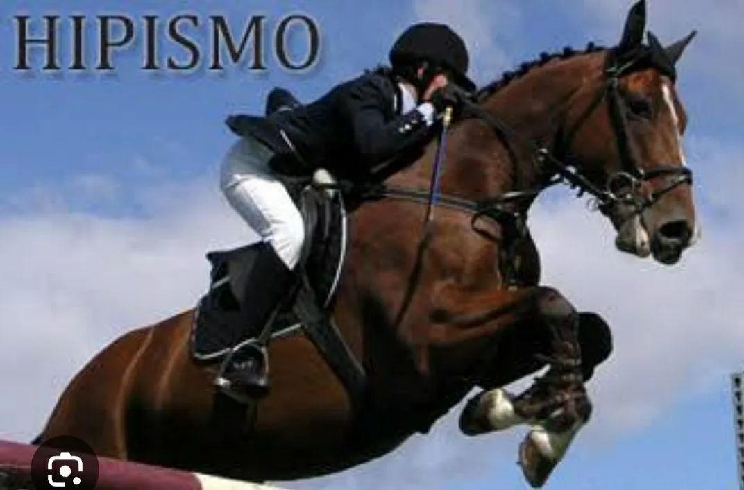 Vendo cavalos para hipismo 