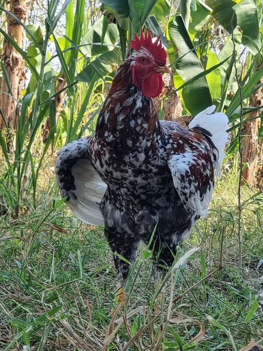 GSB, Ovos Galados no Vale do Paraiba - Foto 5