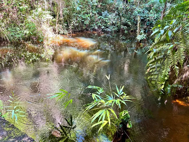Lindo sítio em Santa Teresa com 4 hectares