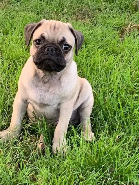 Bebes Lindos de Pug Macho e Fêmea  - Foto 3