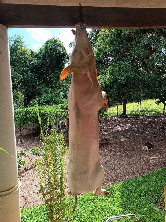 Porco para Assar - Pronta Entrega - leitoa