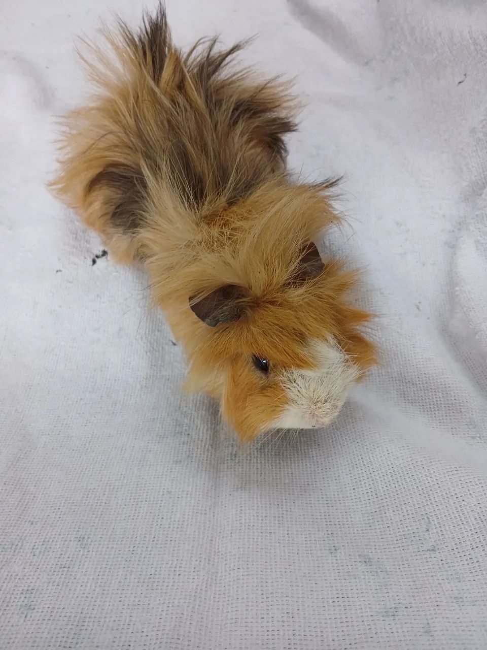 Porquinho da Índia peruano adulto  - Foto 3