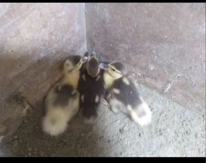 Marreco Howem  indiano lindo - Foto 2