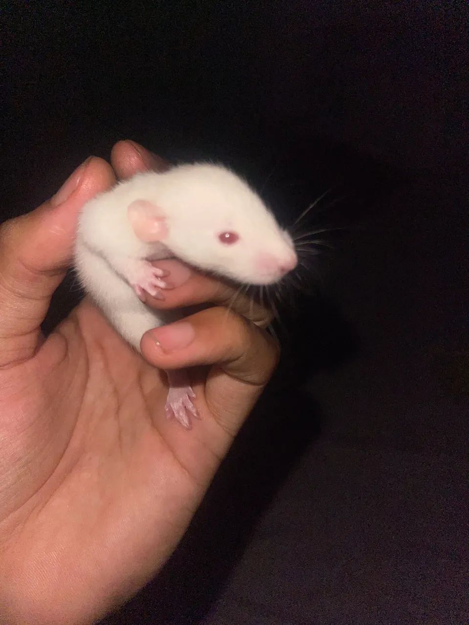 rato twister  - Foto 6