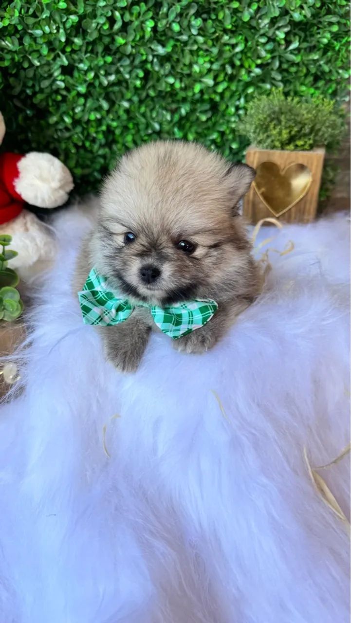 Lulu da pomerania macho