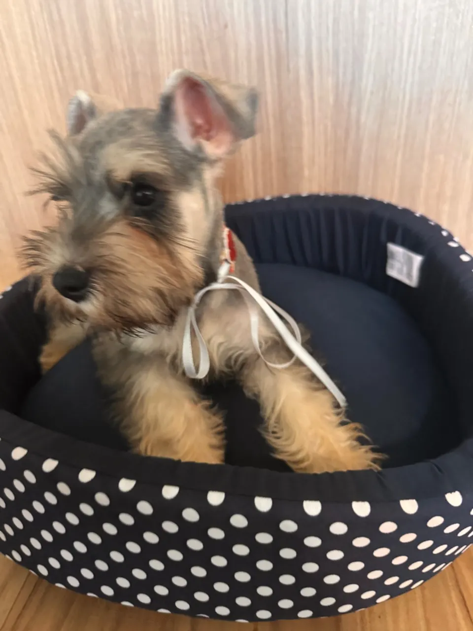 FILHOTES MACHOS DE SCHNAUZER MINIATURA, VACINADOS E VERMIFUGADOS COM PEDIGREE!!!