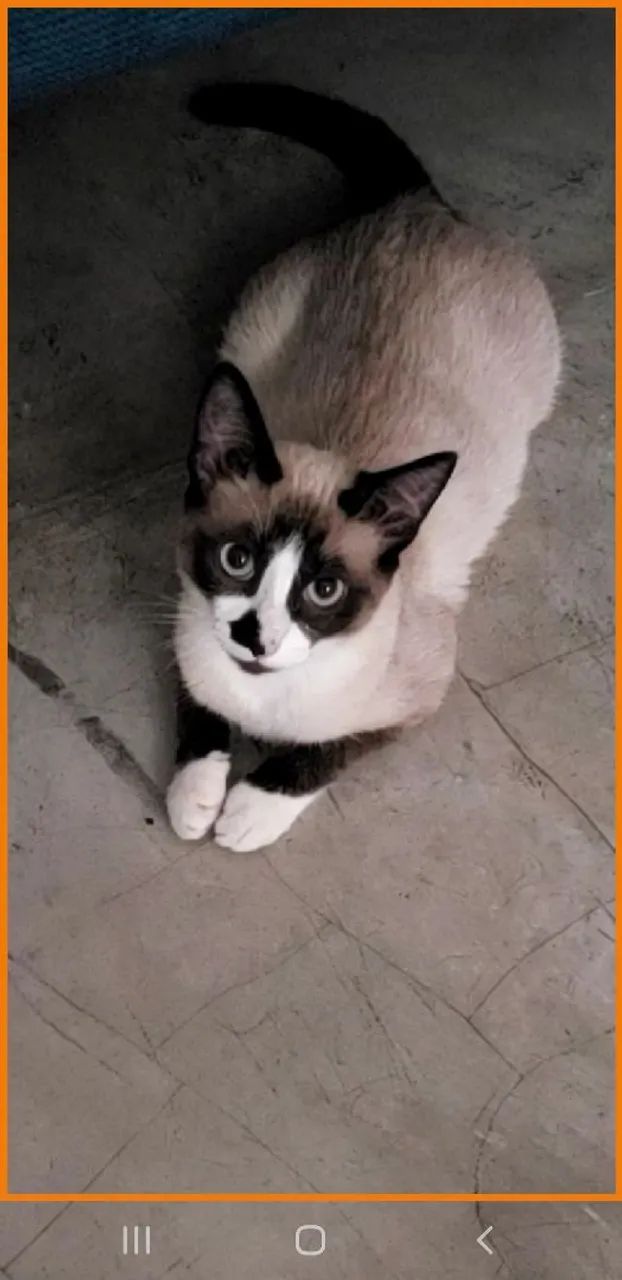 GATA PERDIDA - VILA REGENTE FEIJÓ / TATUAPÉ - SP