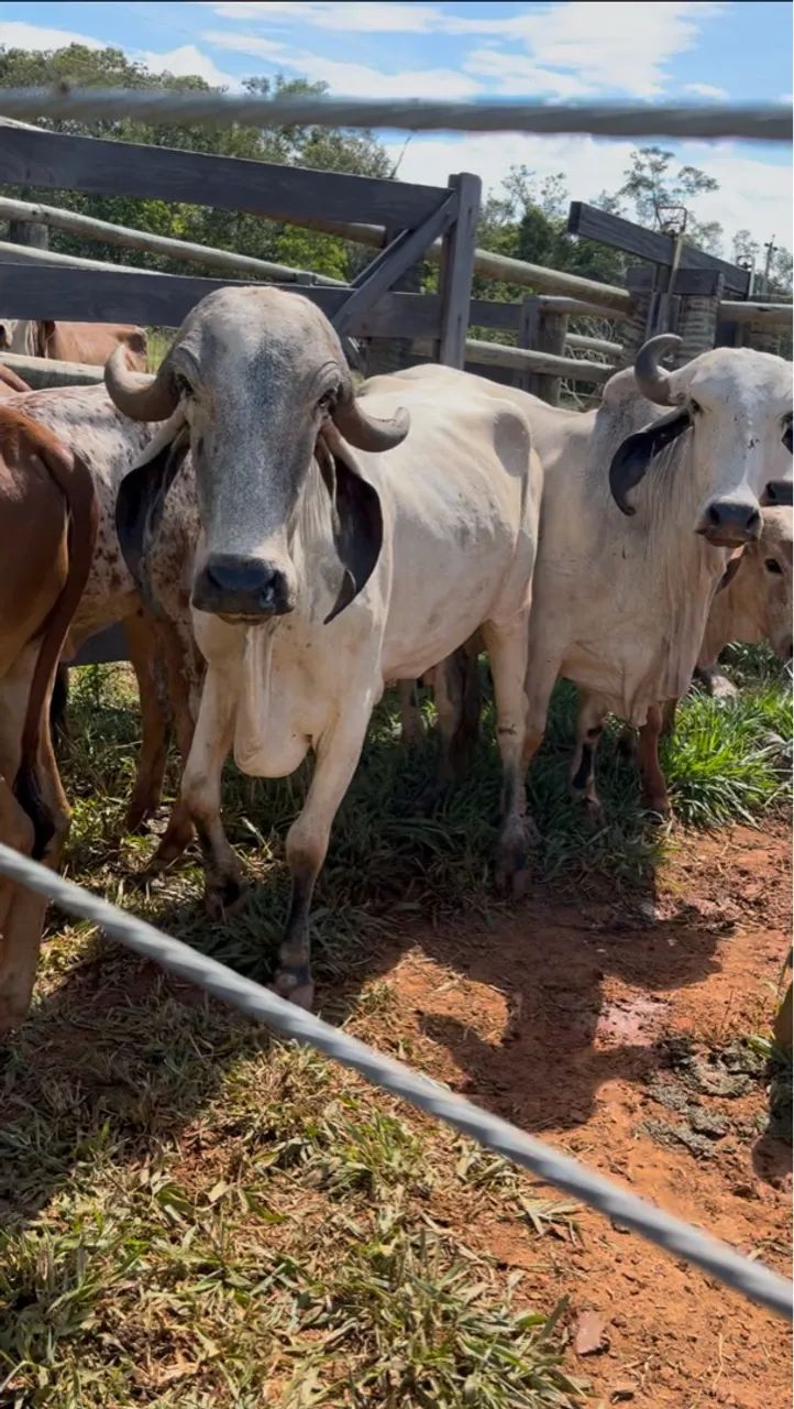 Lote de 7 vacas GIR leiteiro  - Foto 3