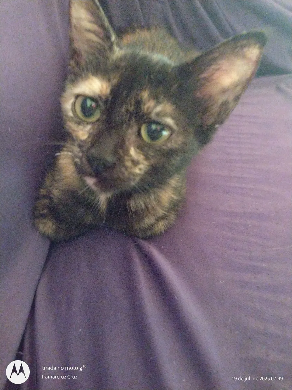 Linda gatinha tartaruga para adoção