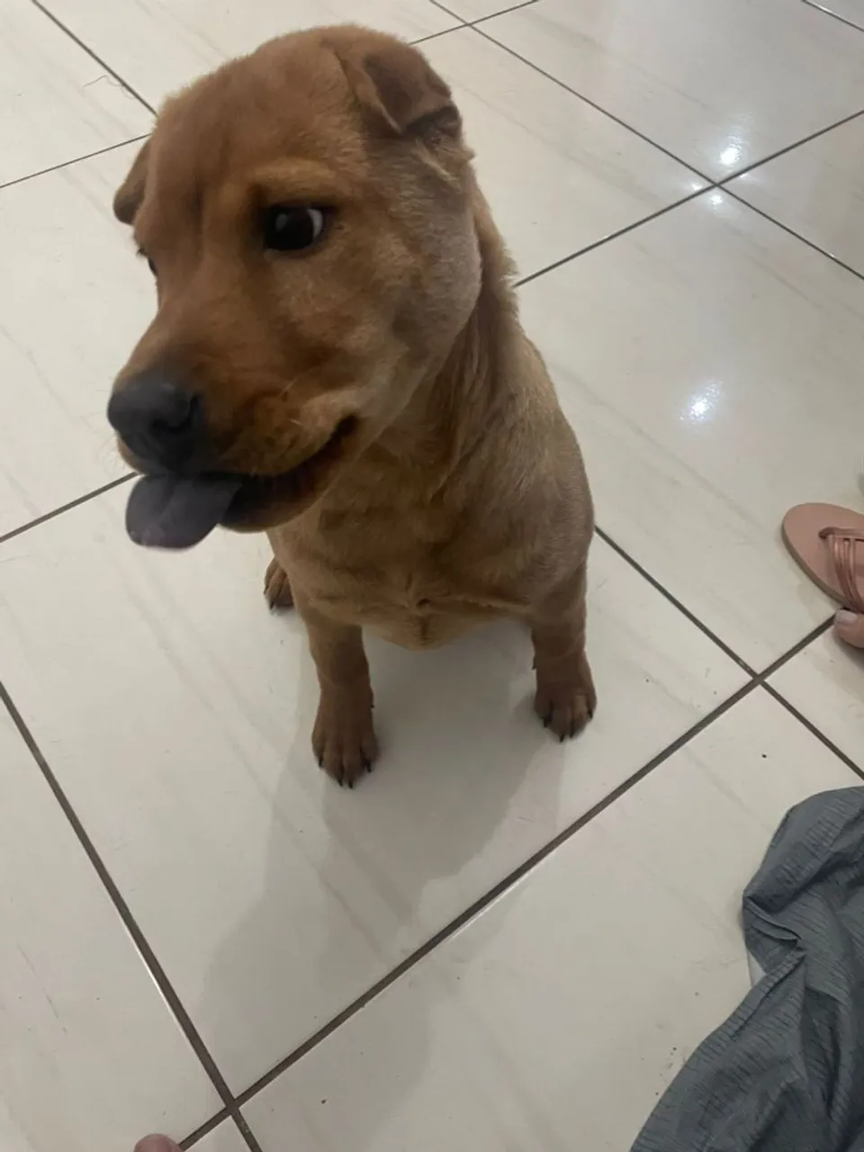 Filhote Shar Pei com Pitt bull para venda