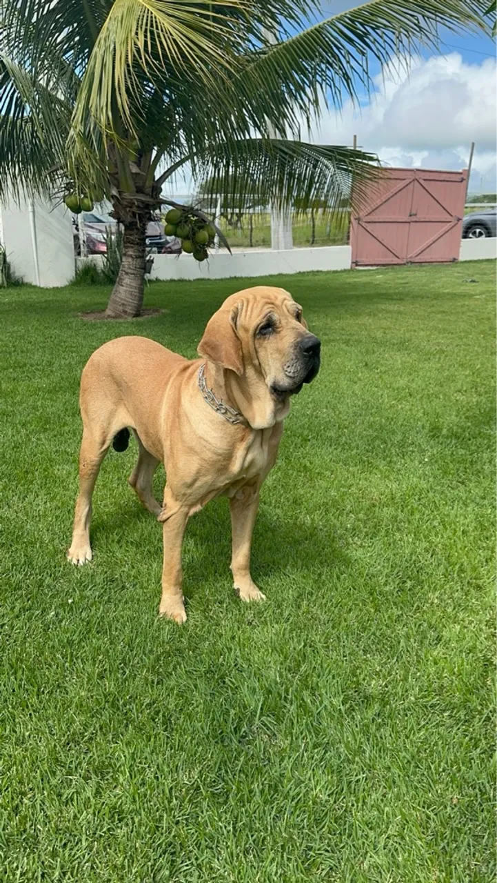 Fila Brasileiro, linhagem de Campões!!!