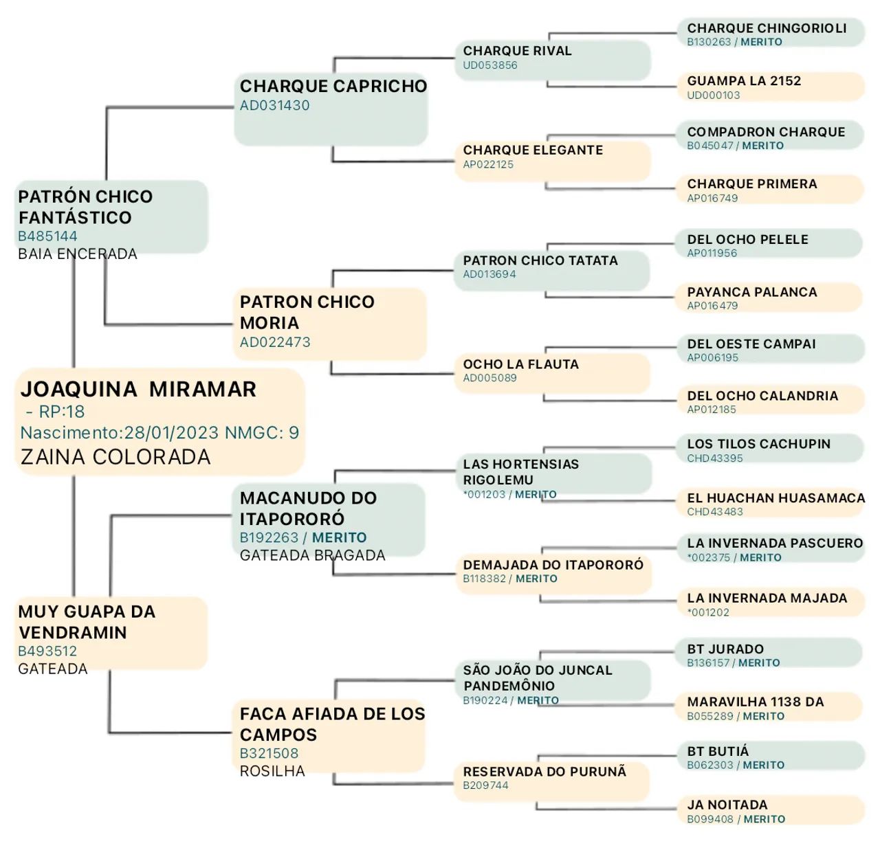 Potra Égua Crioula - Foto 3