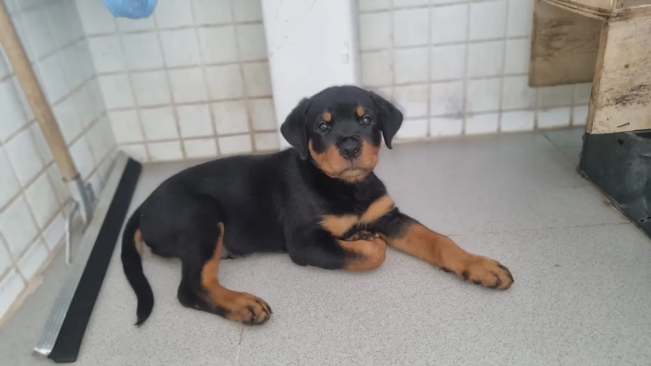 Filhote de Rottweiler já vacinado