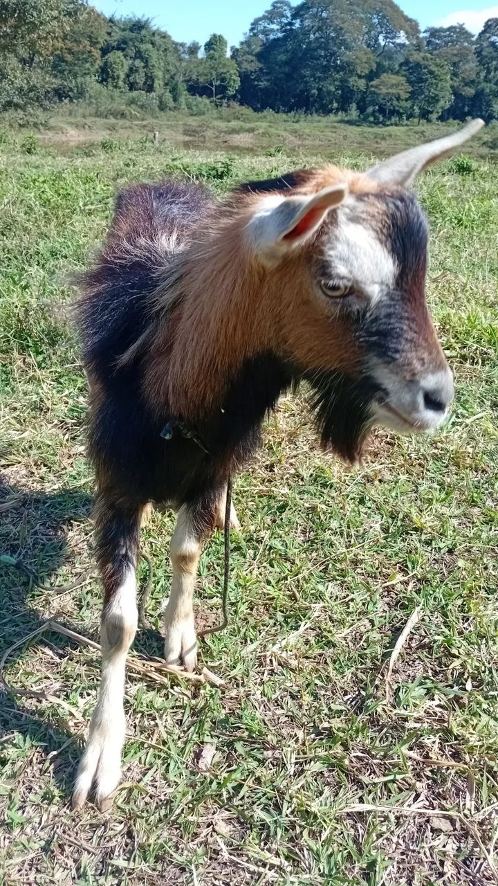 Cabra adulta para reprodução - Foto 3