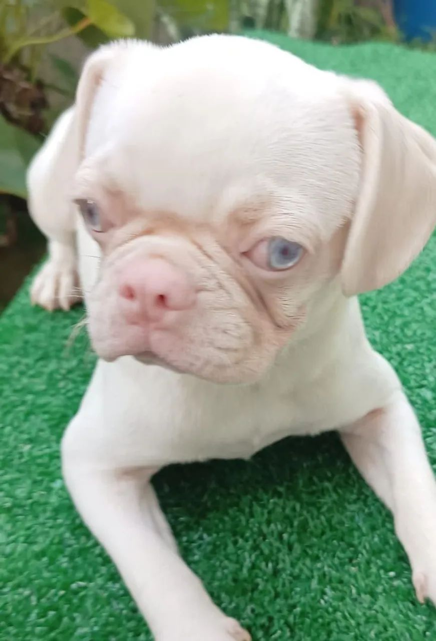 Filhote de Pug Branco
