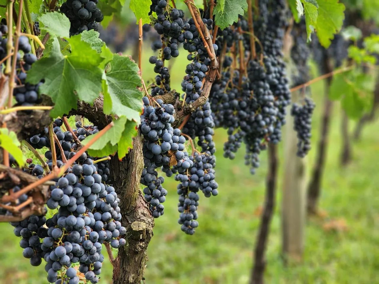 Vinicola Vinhedo Fazenda