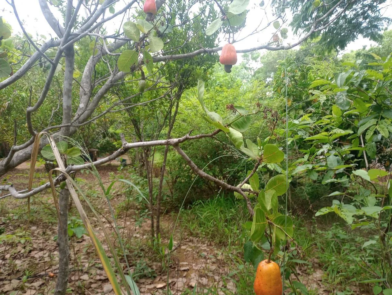 Chácara a 35 km de moc - Foto 9