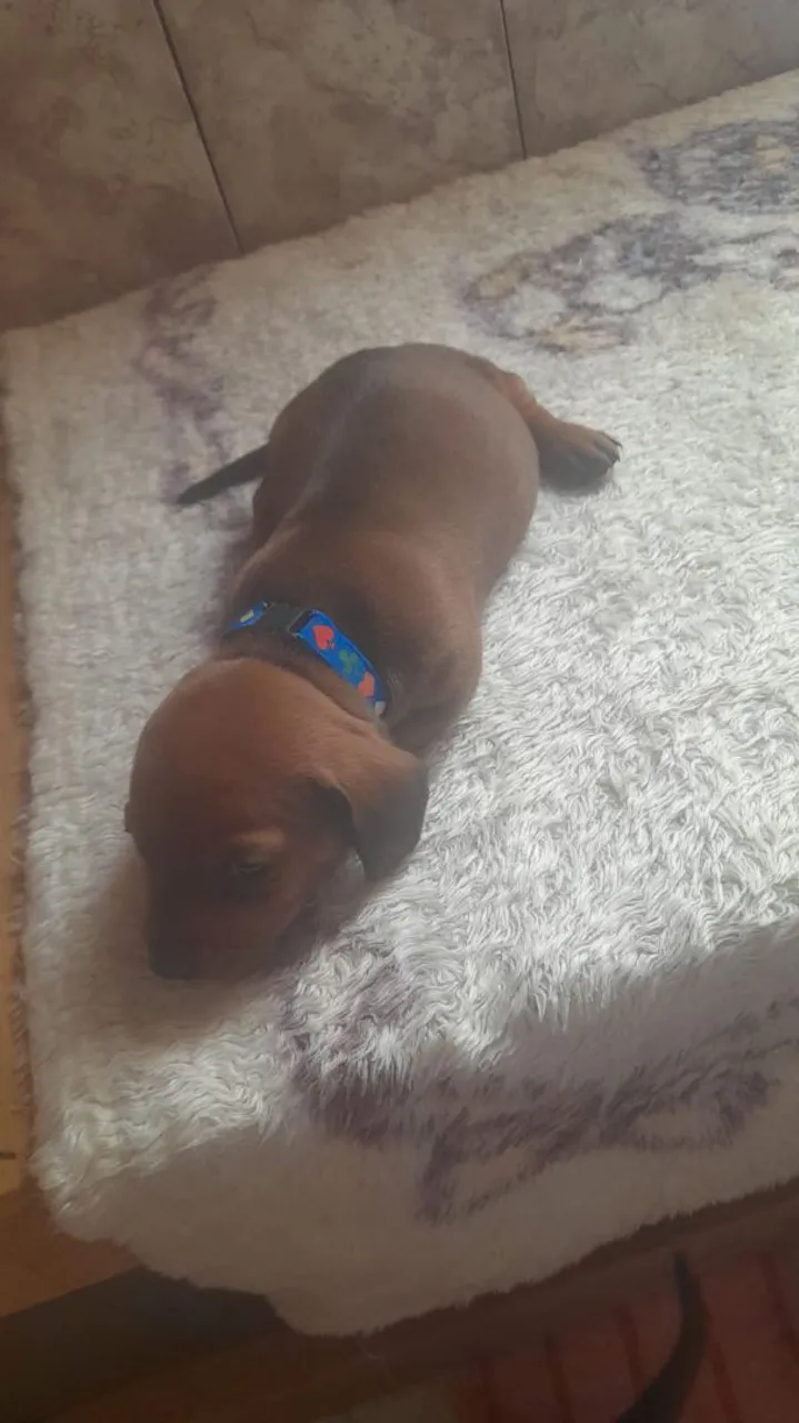 Filhote de Dachshund (salsicha)à venda