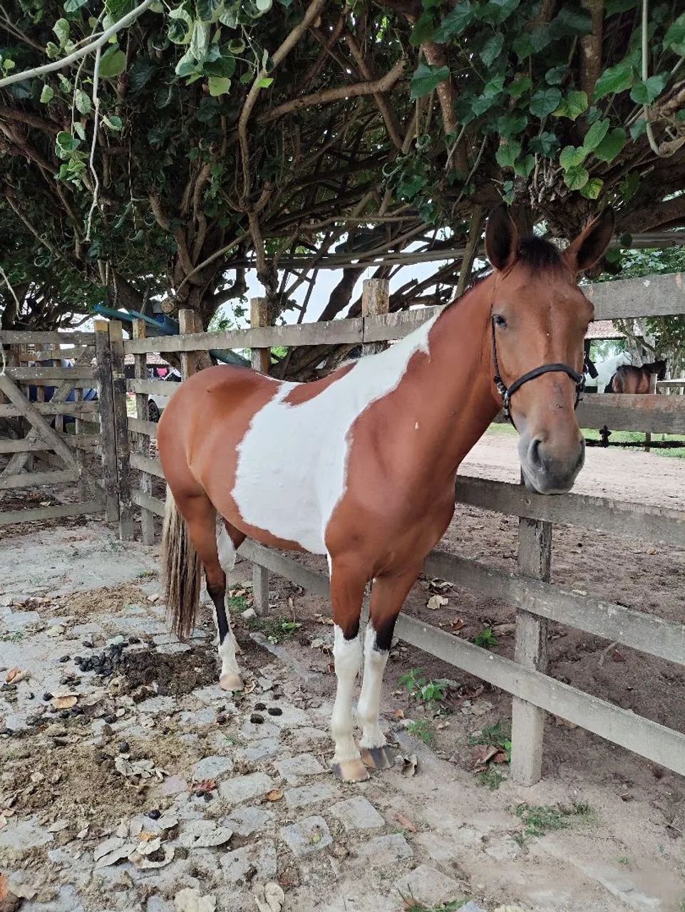 Égua Paint Horse sem Registro - Foto 4