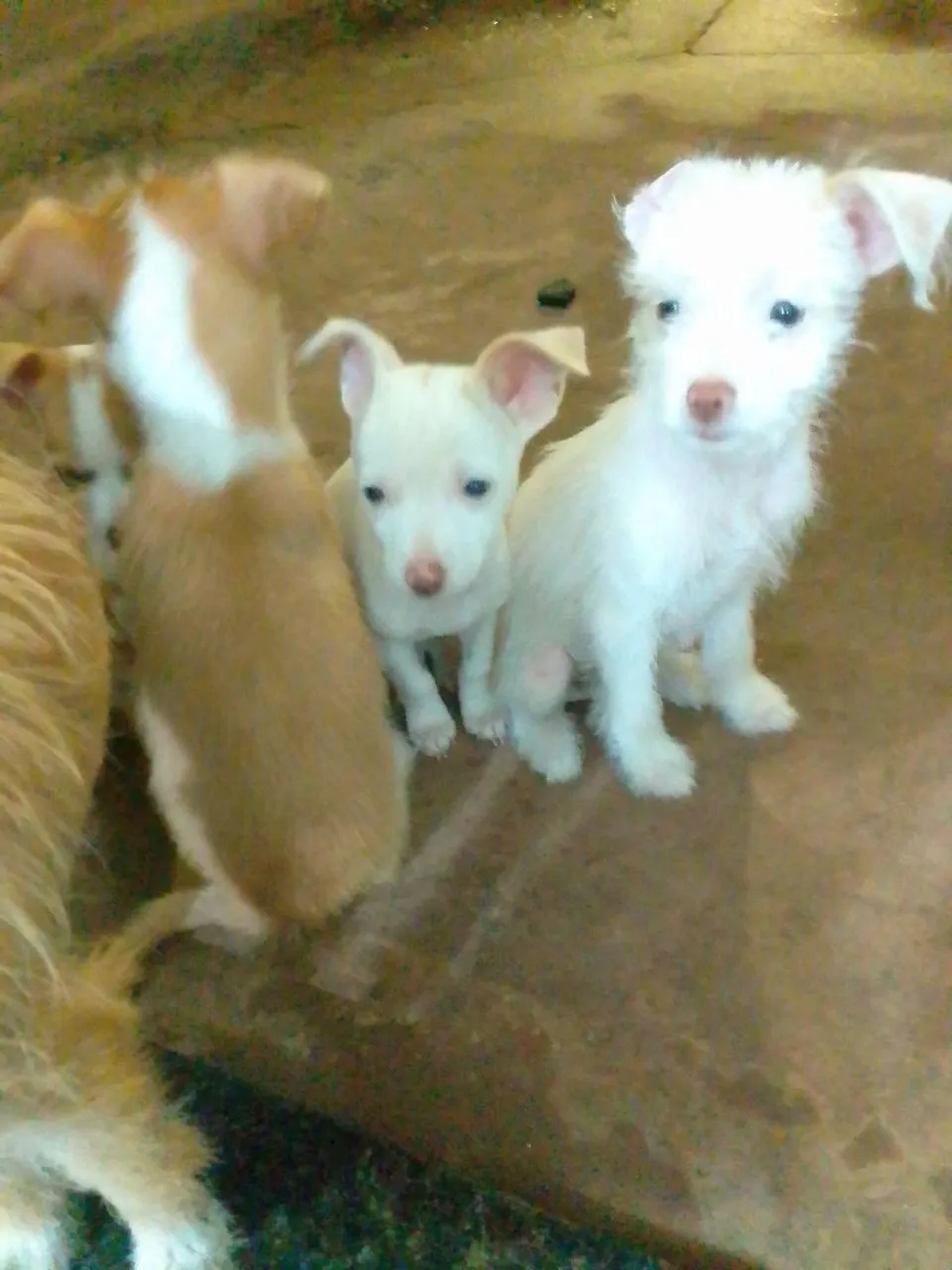 Lindos filhotes de cães