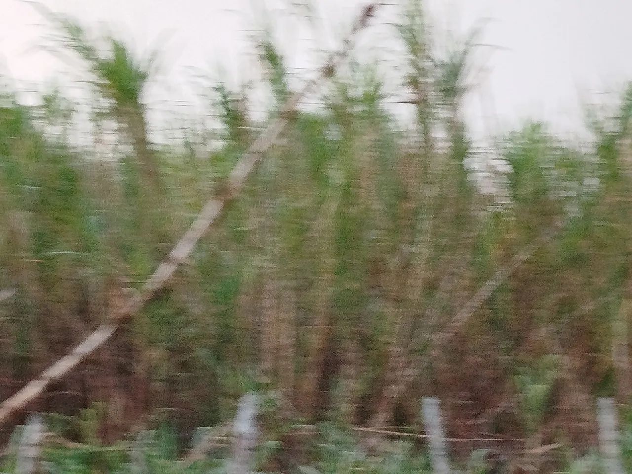 Vendo Capim Elefante - Foto 4