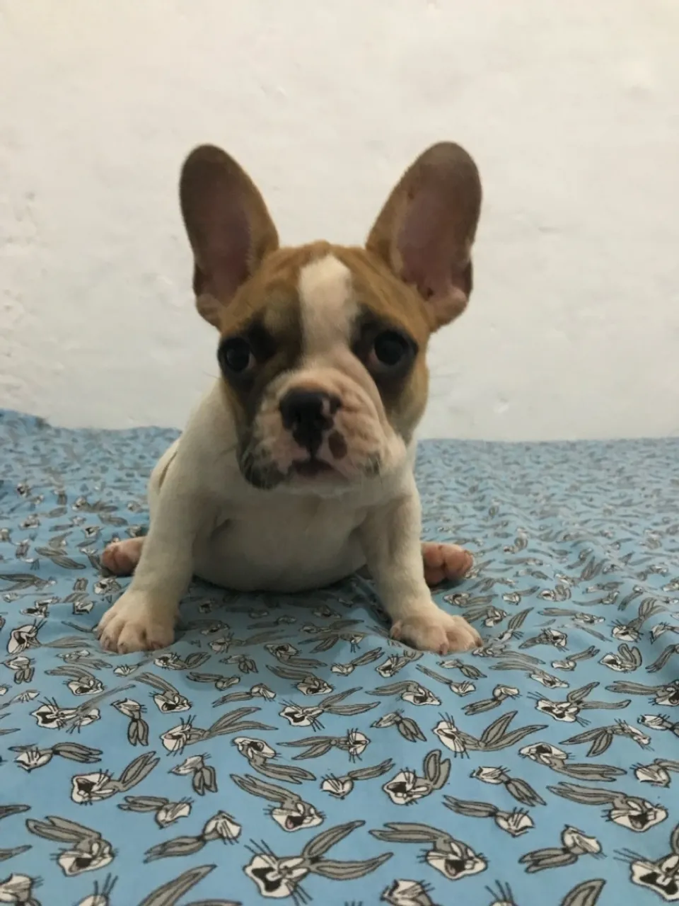 Filhote de Bulldog Francês macho em 12x sem juros