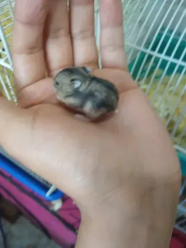 Promoção dos hamster