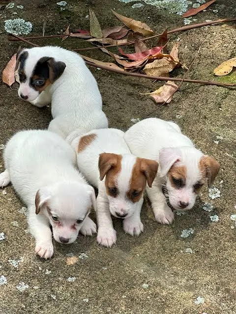Pinscher x Fox lindos e espertos 