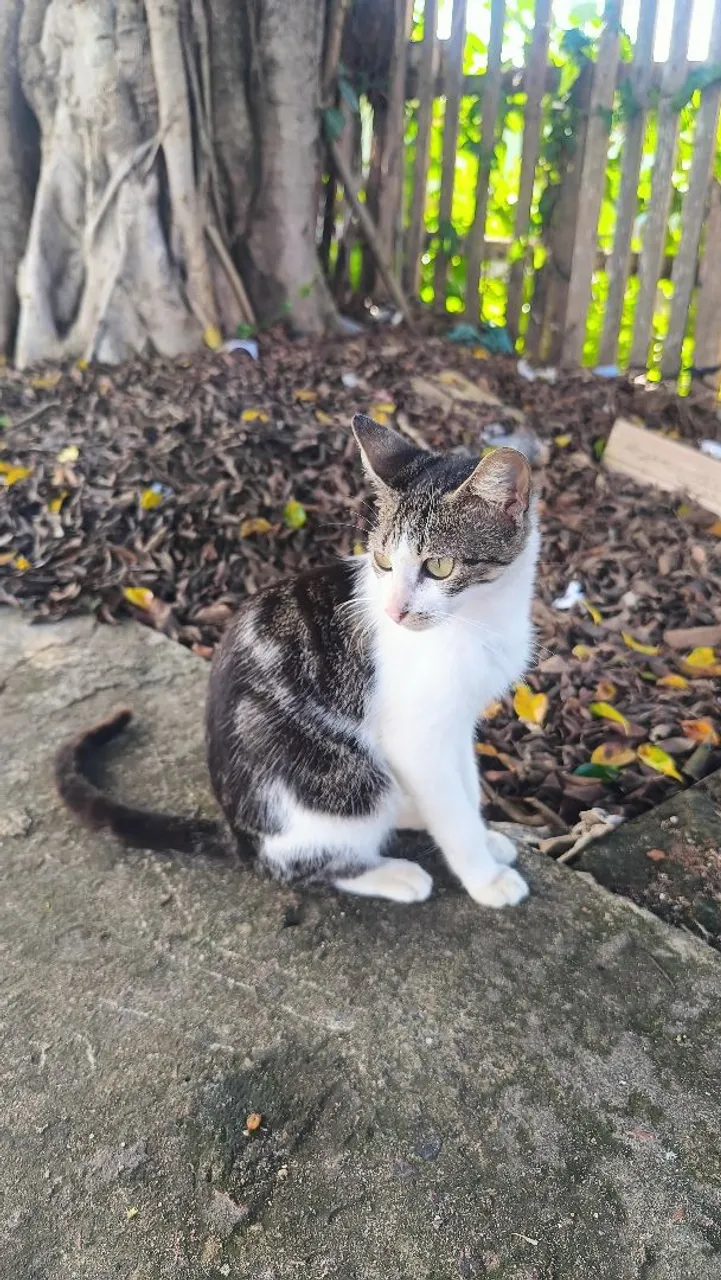 Gatinho adorável para adoção