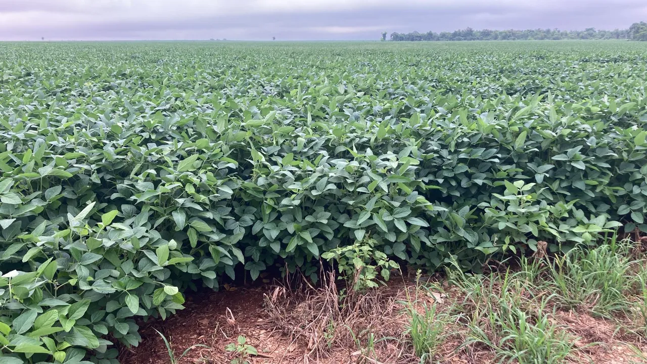 Fazenda arrendamento 3.022hec em bela vista MS. Argila 30 a 56%