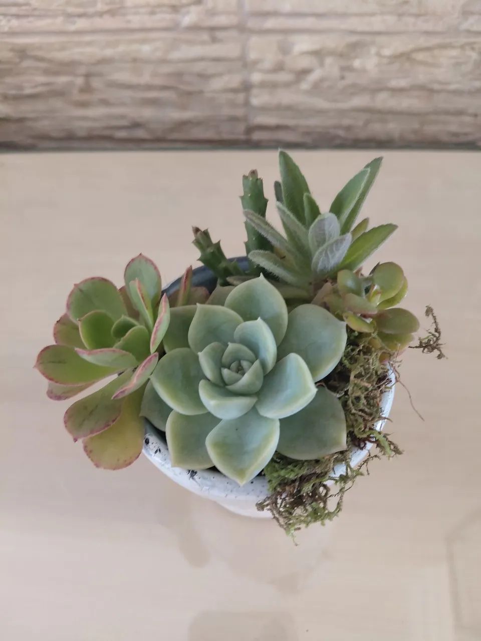 Vaso de suculentas  - Foto 4
