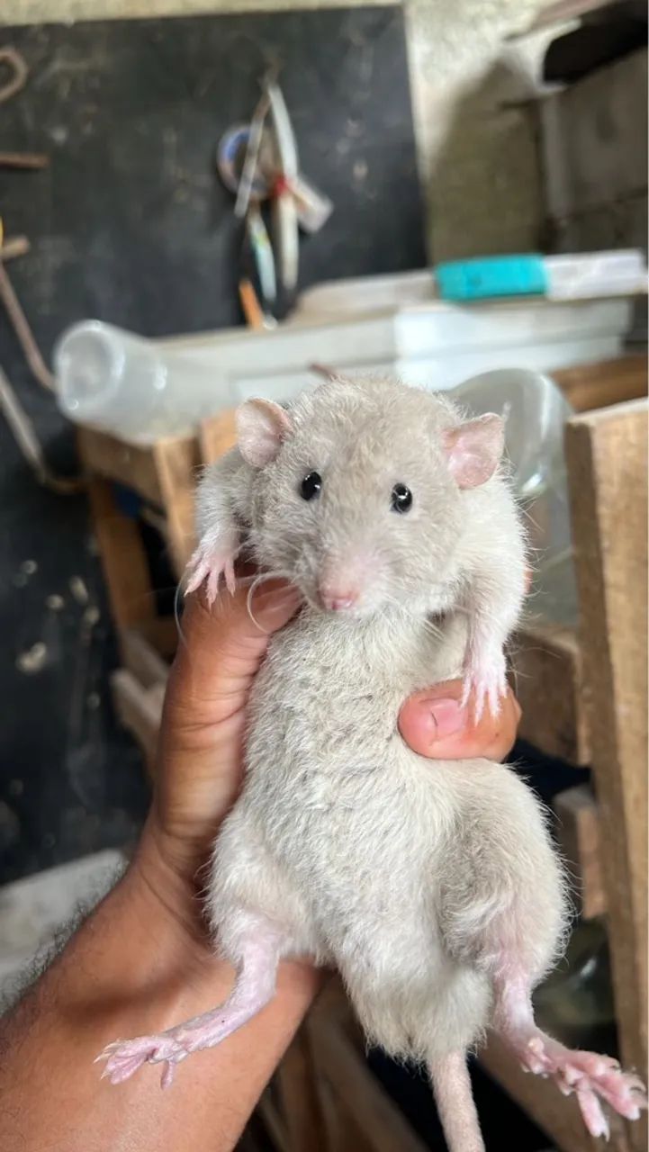 Ratinhos mercol e twiester 