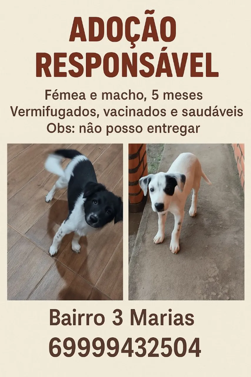 Cachorros para adoção responsável