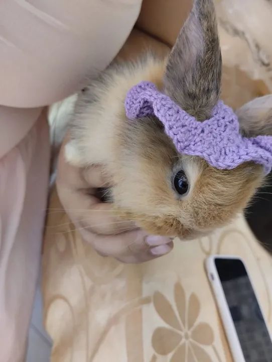 Coelho Mini Lion Raça Pura