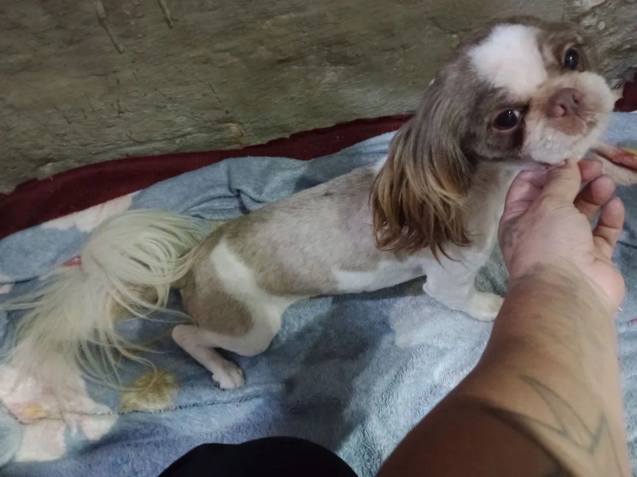 Shihtzu  - Foto 4
