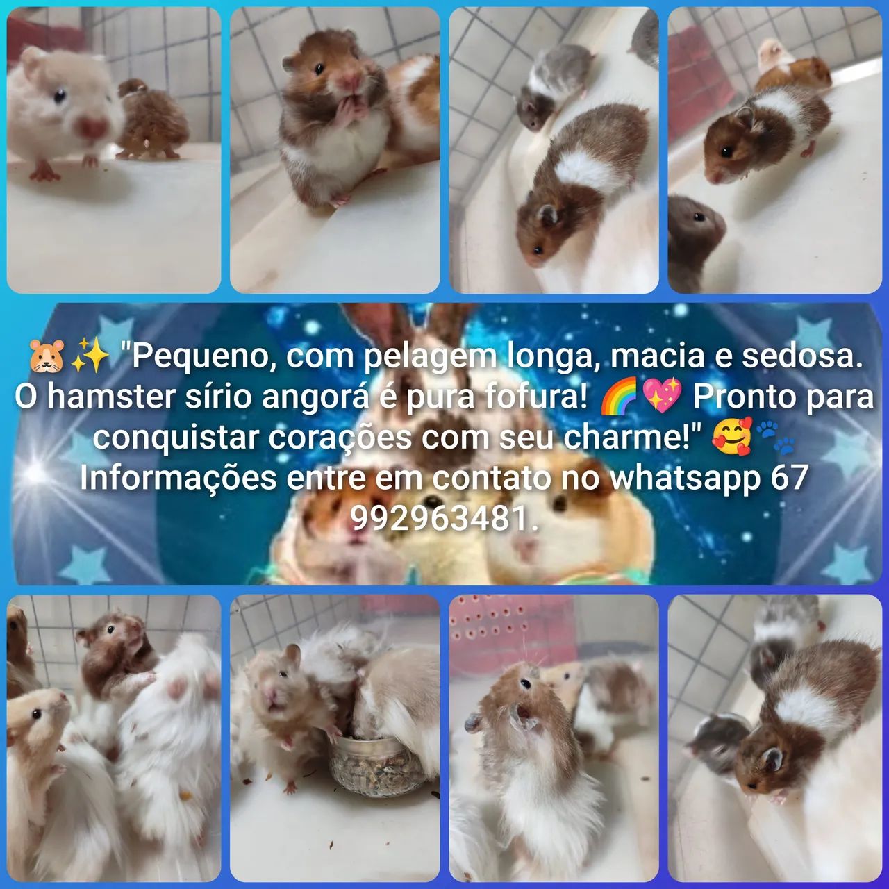 Criatório Roedores e Cia (hamster sírio e sírio angorá)