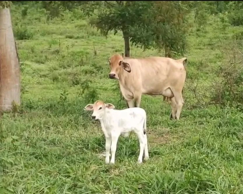 Bezerro e vaca leiteira Girolando à venda