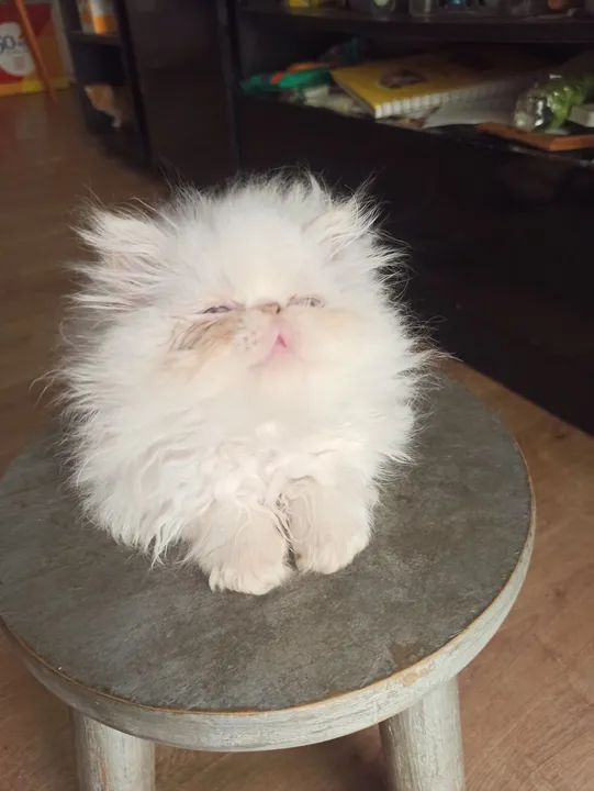 Filhotes de gato Persa - Foto 3