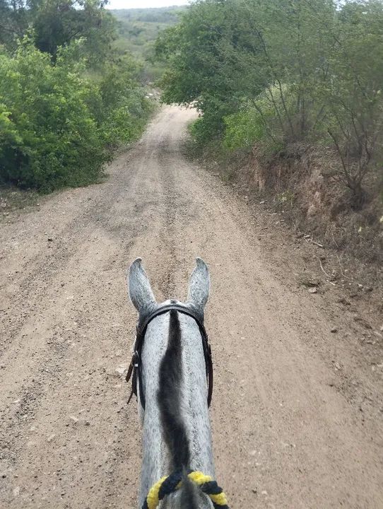 Égua de picado luxo - Foto 2