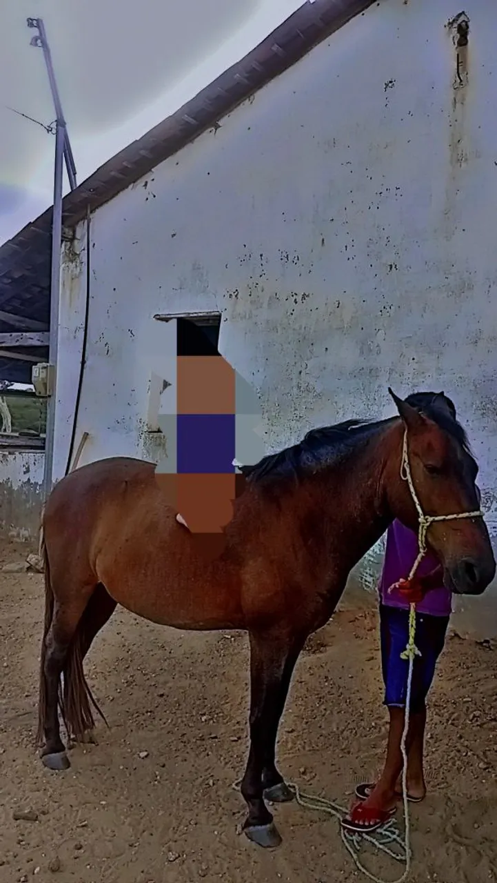 Cavalo