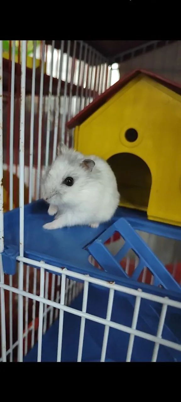 Hamster anão russo fofo e dócil  - Foto 2