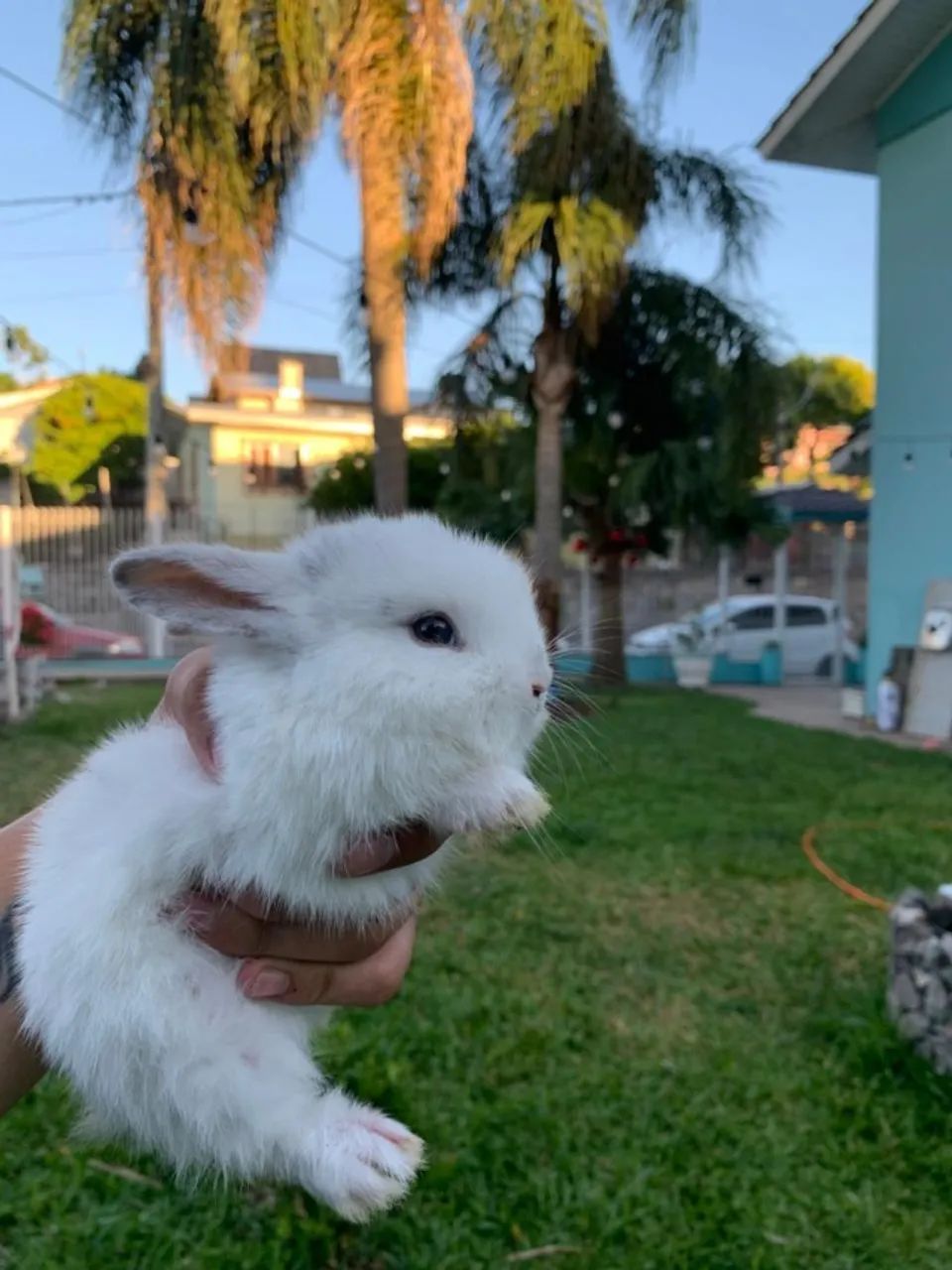 Coelhos Anao Netherland  - Foto 3